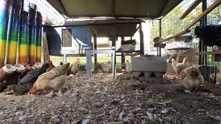 Backyard Chickens  September 17 2024  Daily Video 🐣🐥🐤🐔🐓 [upl. by Zebe]