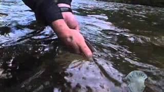 Fishing for Westslope Cutthroat on the St Joe [upl. by Ijok]