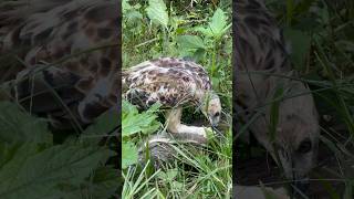 Changeable Hawk Eagle catch snack for their food amazing eagle eagleflying bigeagle hunting [upl. by Betsy751]