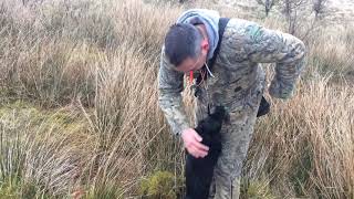 Working Cocker Spaniel aged 9 months old Quartering and Marked retrieves [upl. by Etterrag164]