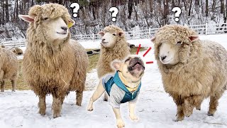 Dog Has Complete MELTDOWN When Meets Sheep For The First Time [upl. by Iruj453]