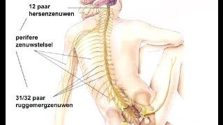 Indeling zenuwstelsel [upl. by Joaquin]