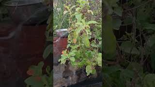 Laher laher lahraye re mere aangan ki tulsi [upl. by Mossolb]