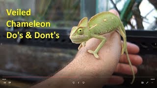 Χαμαιλέοντας Veiled Chameleon Basics και Λευκός Πύθωνας Ball python  Feeders Strs ep12 [upl. by Hafeetal]