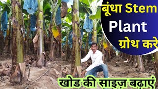 बुंधा Stem Plant ग्रोथ करे  part 2 [upl. by Idyh842]