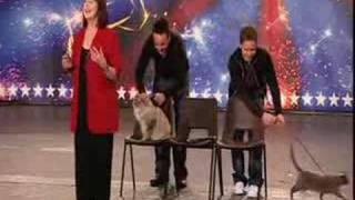 Britains got talent  Cats [upl. by Cos]