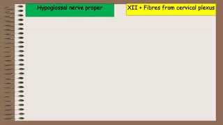 Branches amp Distribution Of Hypoglossal Nerve [upl. by Ahsiadal]