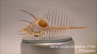 Murex pecten Lightfoot 1786 Venus comb murex  Muricidae HD video 1080p 360º 维那斯骨螺 [upl. by Wernher]