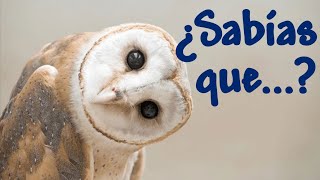 Cosas que no sabías de las LECHUZAS 🦉  🧐 Curiosidades de los animales 💚 [upl. by Lipson869]