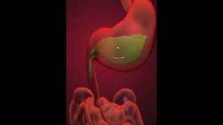 Digestive system Duodenum 3D Animation [upl. by Jacobah]