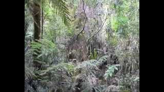 GIANT KAURI TREES NEW ZEALAND [upl. by Nyraa]