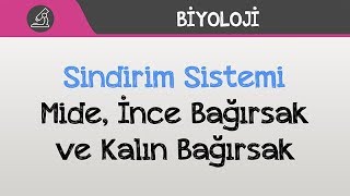 İnsan Fizyolojisi  Sindirim Sistemi  Mide İnce Bağırsak ve Kalın Bağırsak [upl. by Waxler297]