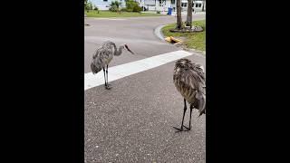 Sandhills cranes stay in our community donotfeedbirds [upl. by Ordnassela]