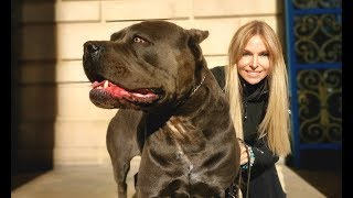 THE CANE CORSO  POWERFUL ROMAN DOG OF WAR [upl. by Arehc]