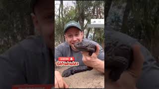 Shingle Lizard giving birth to an 8 year size of a 🦎 Lizard reptiles lizard lizardlife reptiles [upl. by Galatia]