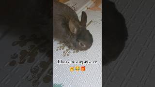 One day 100 bunny cute subscribe [upl. by Evanthe476]