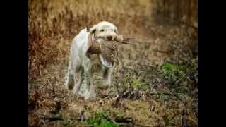 Working Italian Spinone [upl. by Akinal419]