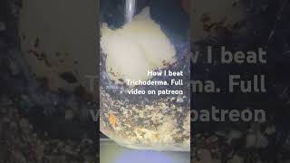 How to beat Trichoderma every time YouTube Vlog Tutorial Mycology explore DIY mushroom [upl. by Enirehtahc443]