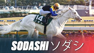 Pure White Racehorse  The Worlds Most Beautiful Horse Sodashi ソダシ  3 Breathtaking Wins In Japan [upl. by Edmond]