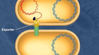 Bacterial Conjugation [upl. by Worrell271]