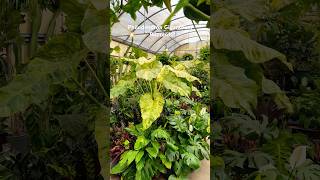 Massive Philodendron Giganteum Blizzard at Whitfil Nursery Arizona…philodendron plants plant [upl. by Adnhoj559]