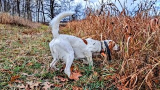 English Setter with some fire [upl. by Annahsal]