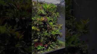 Poison Dart Frog  Vivarium  Terrarium [upl. by Hteb]