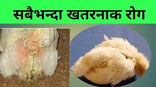 कुखुरामा लाग्ने Gumboro रोगtreatment of gumboro in chickenpsSantosh Adhikari poultry Nepal Tv [upl. by Yorle385]