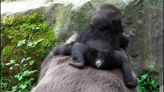 Gorillas  Sibirischer Tiger  Chinesischer Leopard  Elefanten  Zoo Hannover [upl. by Aniret]