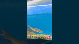 quotScales of Beauty Fins of Wonderquot😍trendingshorts fishvideo fishaquarium realaxing [upl. by Assina674]