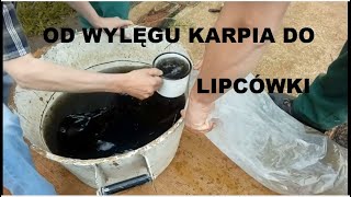 KARP  OD WYLĘGU DO LIPCÓWKI [upl. by Maynard]