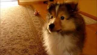 Shetland sheepdog  Green Day 11 weeks [upl. by Haerle288]