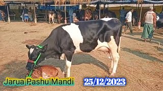 Jarua Pashu Mandi  Hf Cow Market Jersey Cow Mela [upl. by Hnil]