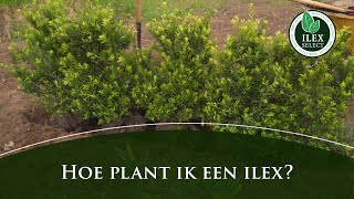 Hoe plant ik een Ilex crenata [upl. by Allerie329]