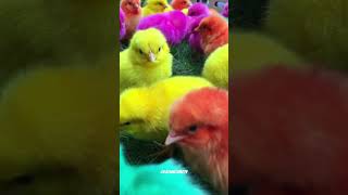 Wadidau‼️Ayam Lucu ayam warna warni ayam rainbow kelinci lucu bebek lucu ikan koi Hewan Lucu [upl. by Emoreg940]