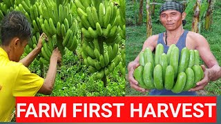 Lakatan farm harvest Montevista Davao de ORO [upl. by Donell]