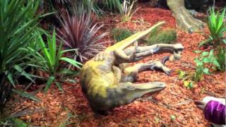 Dinosaurs Alive  Velociraptor [upl. by Legnaros]