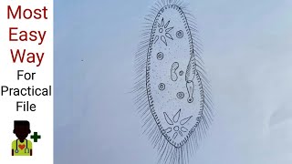 How to draw Paramecium  With description  For practical file [upl. by Ajak386]