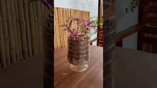 Recycle bottle plastic for planting flower put at home so beautiful flower garden plants diy [upl. by Zetrok]