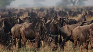 Wildebeest herds spotted grazing near Grumeti [upl. by Ecyob]