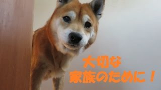 大切な家族のために！柴犬まめとちゃめ [upl. by Eedya]