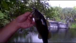 Adventures in South Florida Bass Fishing on the El Rio Trail Canal in East Boca Raton [upl. by Emmanuel910]