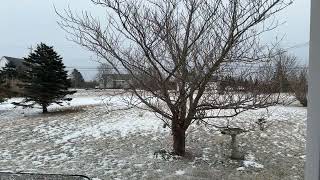 LIVE Snow Cam Canada cozy Live [upl. by Thais]