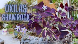 Purple butterfly plant How to grow oxalis triangularis  GardenArcX EP85 [upl. by At]