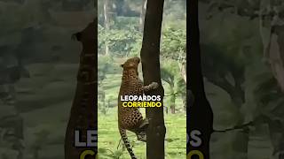 La superioridad de los leopardos 🐆 [upl. by Sirrah]