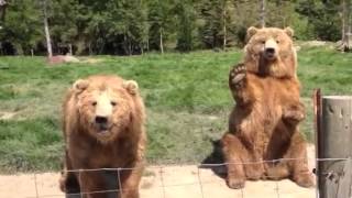 Waving Bear at Olympic Game Farm [upl. by Strickland]