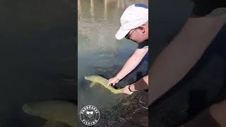 Yellowfish on Hoppers fishing flyfishing dryflyfishing [upl. by Magdalena]