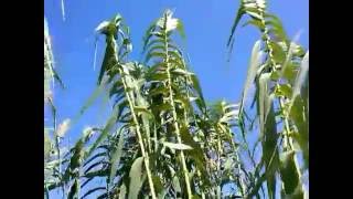 Arundo donax L medicinal plant [upl. by Suoivatra]