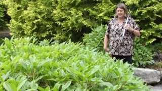 How to Prune Viburnum davidii  Instructional Video w Plant Amnesty [upl. by Bibbie]