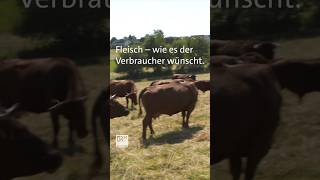 Fleisch von der Weide shorts farming [upl. by Aitnis]